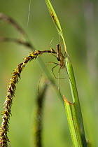 Long jawed / Slender orb weaver spider {Tetragnatha extensa} weaving a web near water, UK, Araneidae
