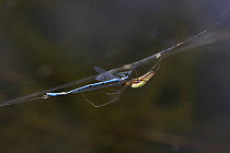 Long jawed / Slender orb weaver spider {Tetragnatha extensa} on web near water, UK, Araneidae