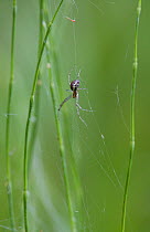Common hammock / Money spider (Linyphia triangularis) on web, UK, Linyphiidae