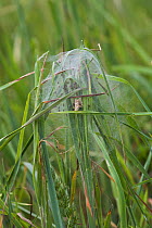 Nursery web spider {Pisaura mirabilis} web with spiderlings inside, UK, Pisauridae