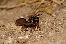 Purse web spider (Atypus affinis) UK, Atypidae