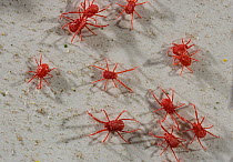 Red spider mites {Acarina} UK