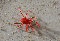 Red spider mite {Acarina} UK