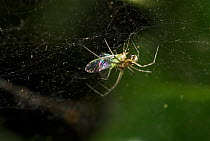 Money / Common hammock spider {Linyphia triangularis} feeding on aphid prey in web, UK, Linyphiidae