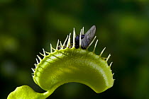 Fly trapped in Venus flytrap {Dionaea muscipula}
