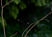 Triangle web spider (Hyptiotes paradoxus) catching prey in collapsing web, UK, Uloboridae