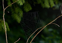Triangle web spider (Hyptiotes paradoxus) waiting in freshly made triangular web, UK, Uloboridae