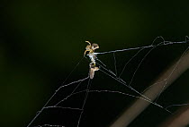 Triangle web spider (Hyptiotes paradoxus) wrapping fly in web, UK, Uloboridae