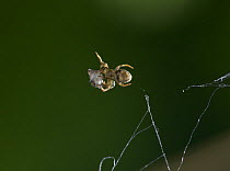 Triangle web spider (Hyptiotes paradoxus) carrying wrapped fly, UK, Uloboridae