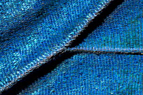 Close up of wing of Morpho butterfly {Morpho sp} showing 3D structure and minor damage consistent with normal flight
