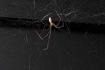 Daddy long legs spider (Pholcus phalangioides) on web, UK, Pholcidae