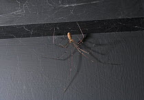 Daddy long legs spider (Pholcus phalangioides) on web with egg sac, UK, Pholcidae