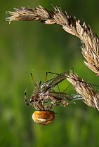 Orb weaver spider (Araneus quadratus) with crane fly prey, Sussex, UK, Araneidae