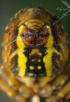 Wasp / Orb weaver spider {Argiope bruennichi} close up of  spinnerets weaving a web, UK, Araneidae