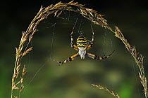 Wasp / Orb weaver spider {Argiope bruennichi}  weaving a web, UK, Araneidae