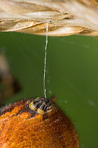 Orb weaver spider {Araneus quadratus} close up of spinnerets weaving web, UK, Araneidae