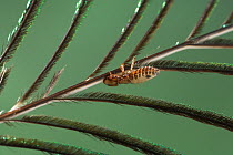 Bird louse {Philopteridae} gripping peacock's feather, UK