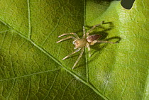 Sac spider (Clubiona sp) on leaf, UK. Notice early stages of mildew on the leaf. Clubionidae