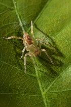 Sac spider (Clubiona sp) juvenile, UK, Clubionidae