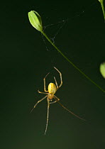 Comb footed spider (Enoplagnatha ovata) UK, Theridiidae