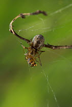 Dictynid spider {Dyctyna arundinacea} on web with fly prey, a 2mm cribellate spider wich builds its web in the heads of plants, UK, Dictynidae