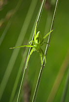 Green meadow spider (Micrommata virescens) sub-adult female of very fast moving spider that hunts by grabbing passing insects, UK, Sparassidae