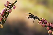 Jumping spider (Evarcha arcuata) jumping, UK, Salticidae