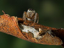 Jumping spider (Evarcha arcuata) female guarding eggs wrapped in curled leaf, UK, Salticidae