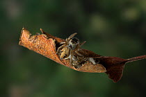 Jumping spider (Evarcha arcuata) female guarding eggs wrapped in curled leaf, UK, Salticidae