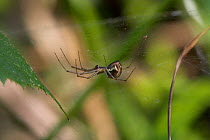 Money spider {Linyphia triangularis} on web, UK, Linyphiidae