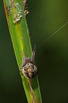 Orb weaver spider (Larinioides cornutus) on plant stem near water, UK, Araneinidae