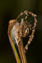 Orb weaver spider (Araneus cornutus) in daytime retreat, UK, Araneidae