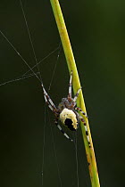 Marbled orb weaver spider {Araneus marmoreus} on web, UK, Araneidae
