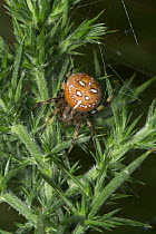 Four spotted orb weaver spider (Araneus quadratus) on plant, UK, Araneidae