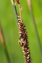 Orb Web Spider (Larinioides cornutus) UK, Araneidae