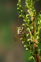 Orb weaver spider (Mangora acalypha) UK, Araneidea
