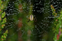 Orb weaver spider (Mangora acalypha) on web covered in dew, UK, Araneidea