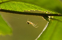 Orb weaver spider (Meta sp) on web, UK, Tetragnathidae