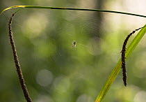 Lesser garden spider (Meta segmentata) on web, UK,  UK's commonest spider, Tetragnathidae
