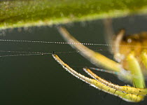 Close up of feet of Orb weaver spider (Araniella cucurbitina) controlling web with its claws, UK, Araneidae