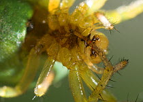 Orb weaver spider {Araniella cucurbitina} cleaning foot using chelecerae, UK, Araneidae