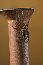 False black widow spider (Steotoda bipunctata) on screw head, UK, Theridiidae