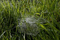 Web of money spider {Linyphidae} in wet grass, UK