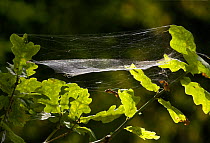 Web of money spider {Linyphidae} in oak tree, UK