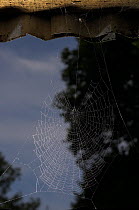 Web of Window spider (Zygiella x-notata) on window, UK, Note missing segment in orb web and signal thread to retreat of spider, at top of image, UK, Araneidae