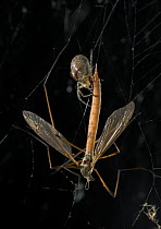 Window spider (Zygiella x-notata) with cranefly prey, UK, Araneidae