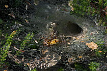 Labyrinth spider (Agelena labyrinthica) on funnel web with bush cricket prey, UK, Agelenidae