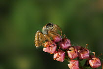 Jumping spider (Evarcha arcuata) on flower, Salticidae