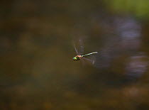 Downy emerald dragonfly {Cordulia aenea} in flight, UK