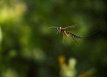 Ichneumon wasp (Rhyssa persuasoria) in flight,  parasite of the Giant Wood Wasp (Sirex gigas), UK